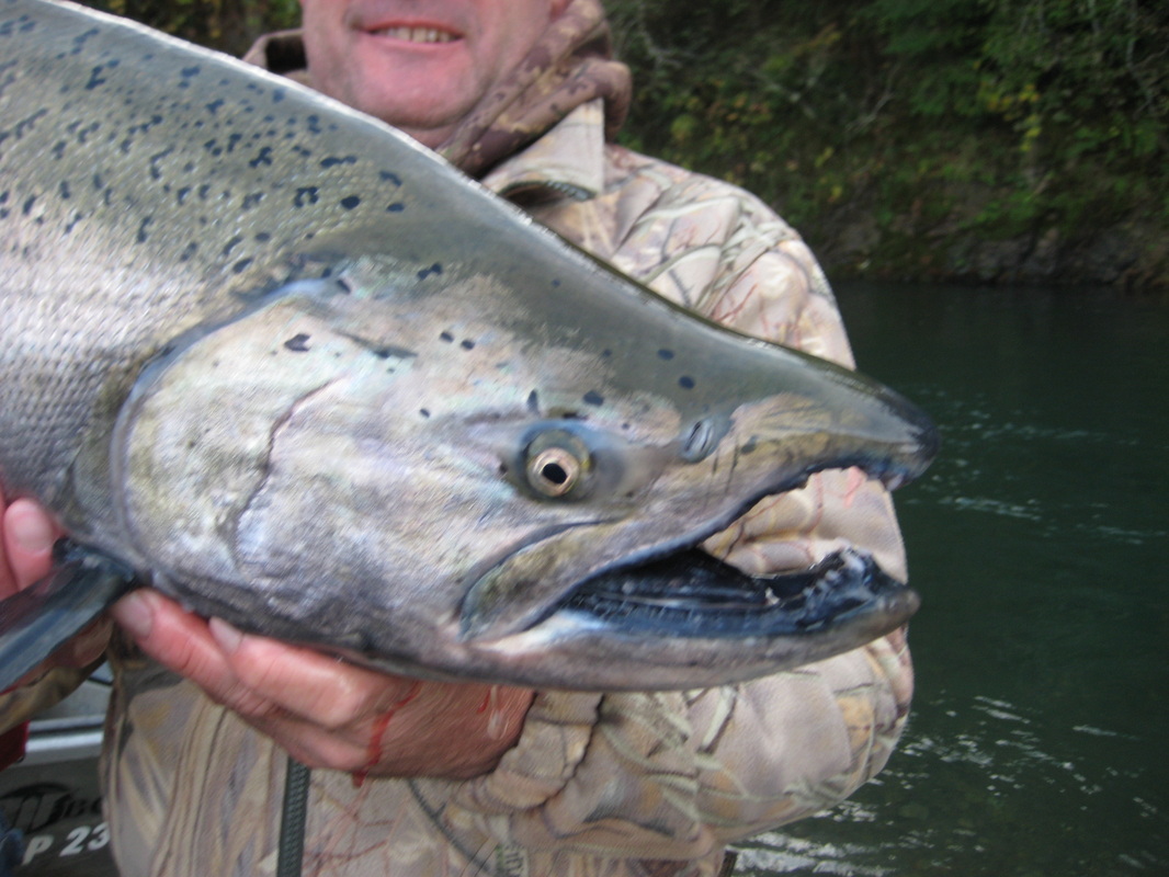 Nice salmon caught fishing on one of our guided trips.